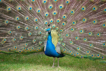 Peacock with opened tail