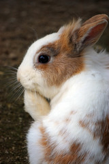 Obraz premium Rabbit wash
