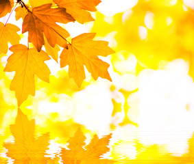 autumn  background