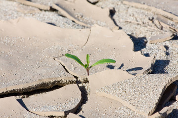Seedling