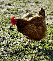 Poule à la ferme
