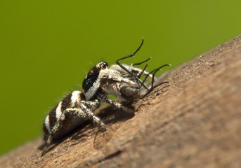 Zebraspringspinne mit Beute