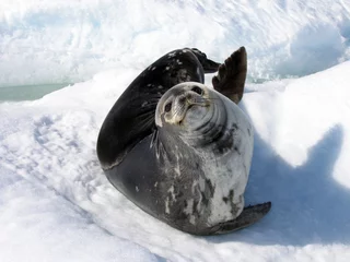 Foto op Plexiglas Een Weddell-zeehond © serge_t
