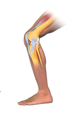 Articulación anatómica de rodilla