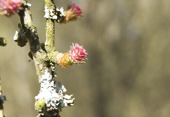 Tamarack blossom