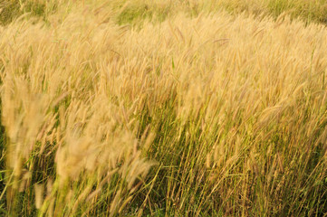 Fototapeta premium Grass Flowers