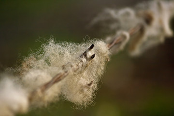 Wool