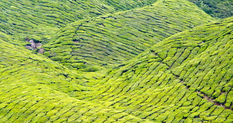 Tea plantage, cameron Highlands, Malaysia, Asia