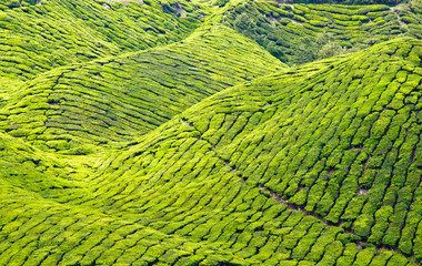 Fototapeta premium Tea plantage, cameron Highlands, Malaysia, Asia