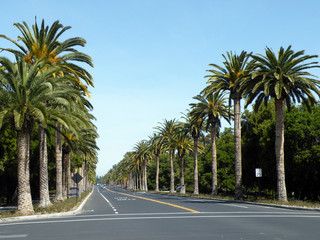 Palm Drive in Stanford