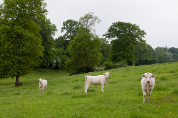 Fototapeta na wymiar vache dans un champ