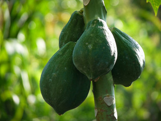 Papaya