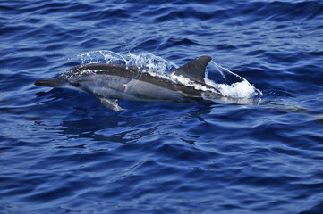 Spinner dolphin surfacing to breathe
