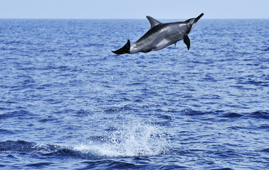Breaching spinner dolphin