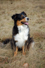 Australian Shepherd