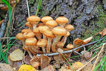 mushrooms