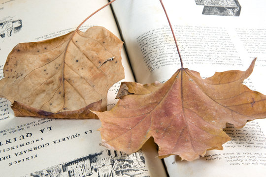 leaf on the book
