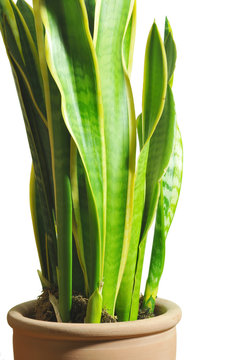 Bogenhanf, Schwiegerutterzunge, Sansevieria