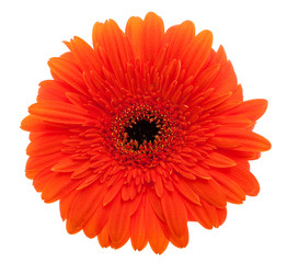 Gerbera Daisy orange