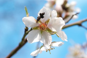 Almond white flowers