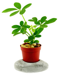 jeune schefflera en pot sur galet, fond blanc