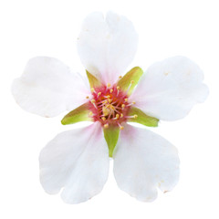Fototapeta na wymiar Almond white flowers