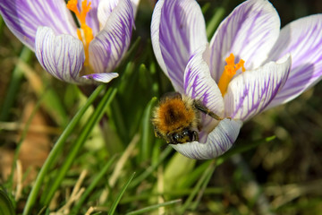 Hummel  in einem blauen Krokus