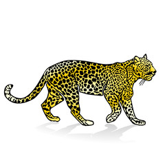 Leopard,
