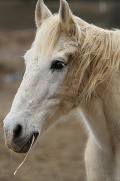 Head of white horse Aragon Spain