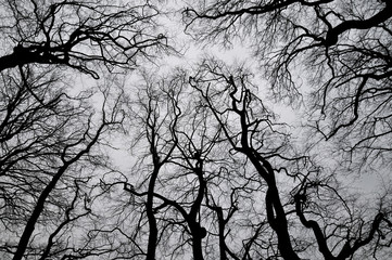 Laubwald im Winter