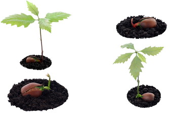 Red oak forest growing up, right now