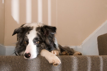 Relaxed dog on the stairs