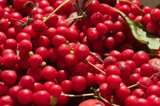 schizandra