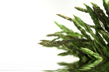 Asparagus Acutifolius