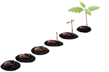 Red oak forest growing up, right now