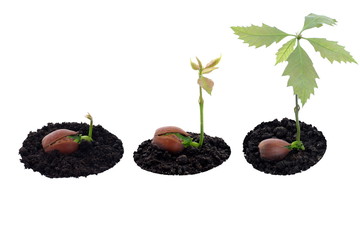 Red oak forest growing up, right now