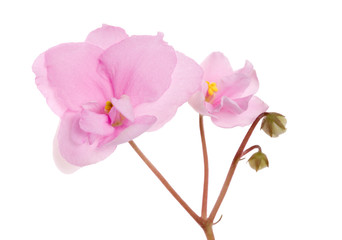 Fototapeta na wymiar two pink violets branch