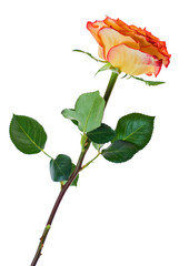 beautiful red and yellow single rose