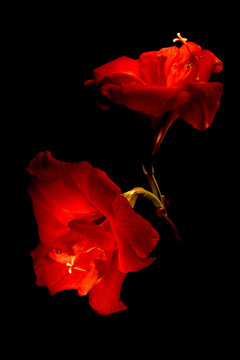 Fototapeta two big red flowers isolated on black