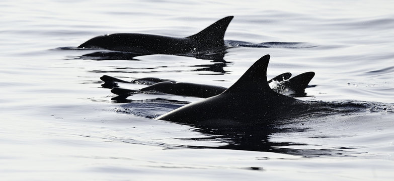 Pod of spinner dolphins