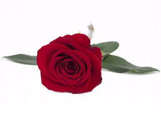 Fototapeta premium Red Rose