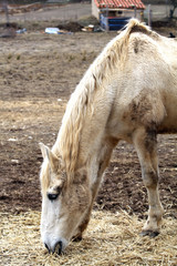 Fototapeta premium Horse Grazing near Barn, Spain