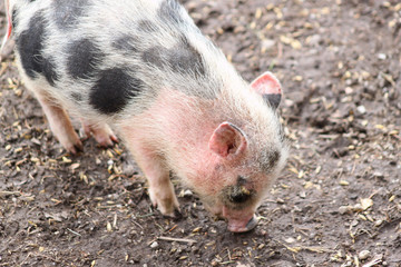 Kleine Schweinerei: Hängebauchschwein Ferkel