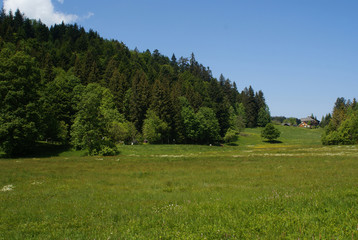 Typischer Schwarzwald