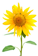 Obraz premium Sunflower