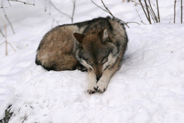 a lone wolf lying in the snow