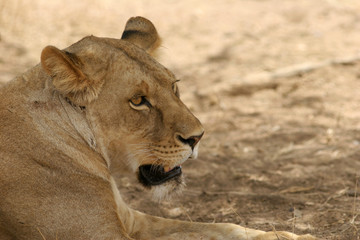 Portrait of a lioness lying under a tree