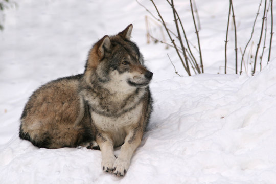 a lone wolf lying in the snow