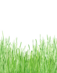 Fototapeta premium młoda zielona trawa