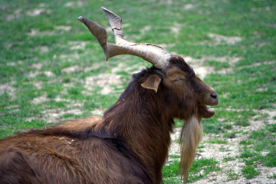 caprone di profilo bela